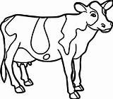 Cow Coloring Pages Animal Farm Printable Easy Drawing Cattle Adults Dairy Cute Face Colouring Color Print Sheets Getcolorings Strange Coloringbay sketch template