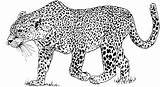 Leopardo sketch template