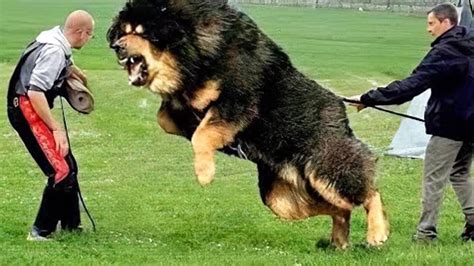 top  sterkste honden ter wereld youtube