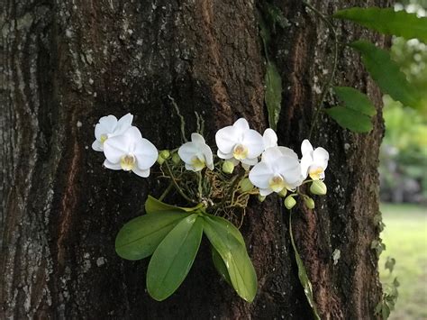 beautiful orchids    blooming   tree trunk