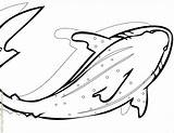 Coloring Shark Whale Pages Popular sketch template