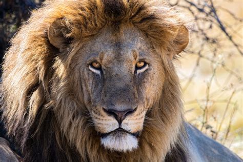 perilous life  male lions lion recovery fund
