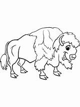 Buffalo sketch template