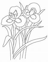 Coloring Iris Flower Pages Drawing Drawings Library Clipart Book Getcolorings Getdrawings Line Blue sketch template