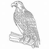 Eagle Coloring Tawny Pages Golden Print Sheet 230px 06kb sketch template