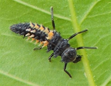asian lady beetle larvae gay hard sex
