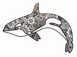 Orca Zentangle Animals Whale Coloring Pages Sea Animal Orcas Adult Tumblr sketch template