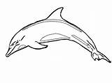 Ferocious Designlooter Dolphin sketch template