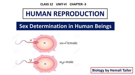 class 12 neet human reproduction sex determination in human