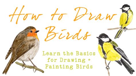 draw birds learn basic techniques  drawing painting birds
