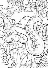 Schlangen Ausmalbilder Schlange Ausmalbild Ausmalen Malvorlagen Kostenlos Baum sketch template
