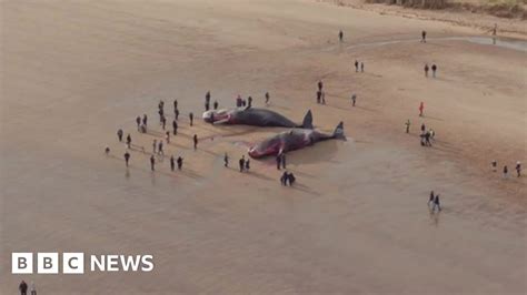 sperm whale deaths fifth whale washes up in lincolnshire bbc news