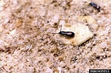 Afbeeldingsresultaten voor "lampanyctus Pusillus". Grootte: 157 x 104. Bron: www.invasive.org