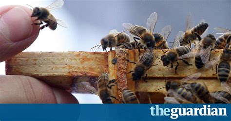 How Can Beekeepers Know If Their Bees Have Been At The Acacia Life