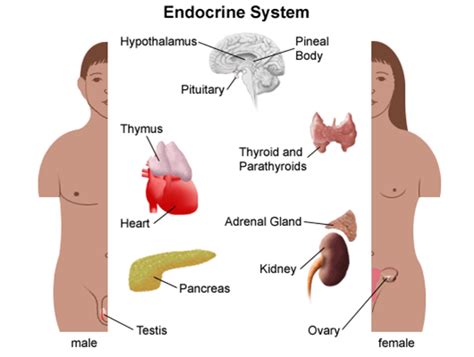 newsdemontopical s blog the female is wz and the male is zz all avian sperm is z and the