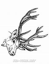 Reindeer Caribou sketch template