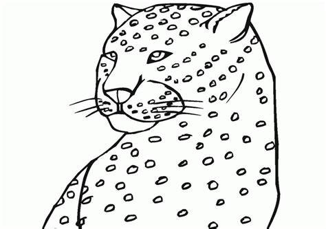 baby cheetah pictures coloring home