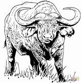 Buffalo Coloring Cape African Printable Pages Water Drawing Drawings Animal Template Color Colouring Supercoloring Skull Print Crafts Getdrawings Choose Board sketch template