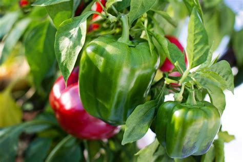 3 5 Green Pepper Better Bell Garden Herbs