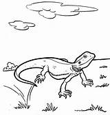 Coloring Lizard Pages sketch template
