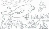 Dugong Designlooter Lizard sketch template