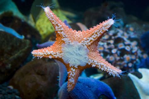 incredibly interesting facts  starfish animal sake