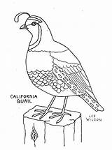 Quail Manna Quails Stained Children Coloringpagesfortoddlers sketch template