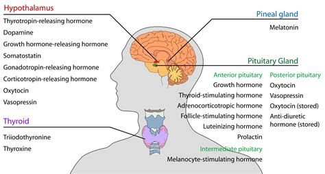 endocrine system   head  neck anatomy    endocrine system   head