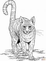 Coloring Ocelot Pages Stress Anti Printable Adult Cat Click Designlooter Color Version котов Recommended источник Ru Categories sketch template