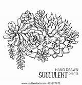 Succulents Potted sketch template
