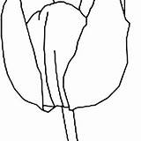 Tulip Coloring Single Peony Parrot Decoration Gorgeous sketch template