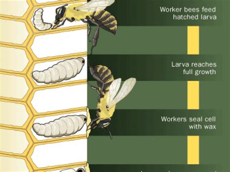 How The Bees Life Cycle Works Mybeeline