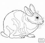 Rabbit Bunny Realistic Coloring Pages Drawing Printable Cartoon Getdrawings Cute sketch template