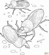 Beetle Coloring Beetles Pages Rhinoceros Rhino Drawing Printable Skip Main Coloringbay Getdrawings Categories sketch template