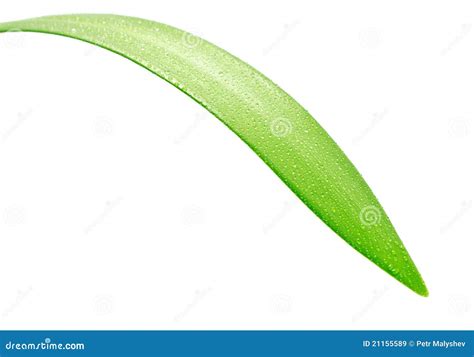 green leaf stock image image  growing leaves healthy