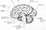 Brain Sagittal Section Human Mid Through Midsagittal Labeled Diagram Drawing Anatomy Saggital Gehirn Parts Body Deviantart Gemerkt Von Google Choose sketch template