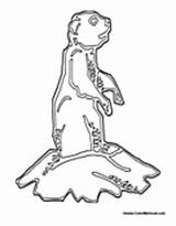 Prairie Dog Coloring Pages Prairiedog Colormegood Animals sketch template