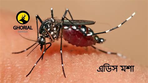 aedes mosquito youtube