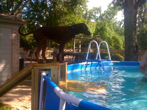 image result   ground pool dog ramp dog pool