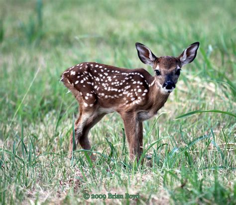 fawn lake waco wildlife connection