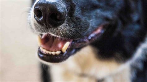 detect  treat mouth cancer  dogs angies list