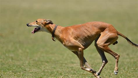 greyhound dog breed profile top dog tips
