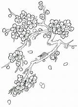Cherry Blossom Coloring Tree Drawing Blossoms Flower Japanese Pages Tattoo Flowers Sketch Drawings Outline Trees Step Printable Color Sketches Tattoos sketch template