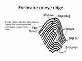 Ridge Minutiae Fingerprints Enclosure Friction Bifurcates sketch template