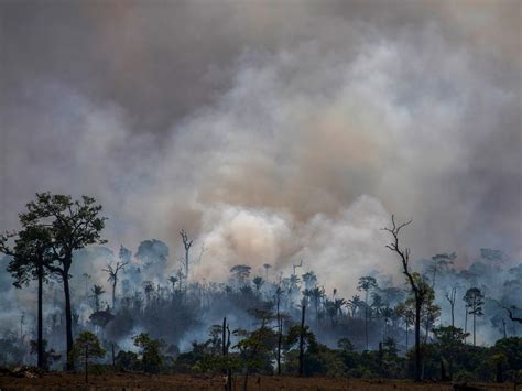 amazon rainforest sees biggest spike  deforestation    decade