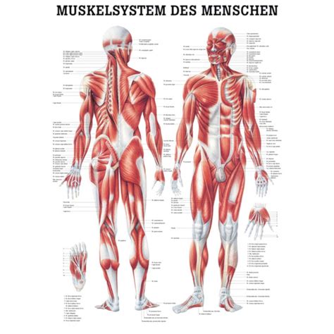 miniposter muskelsystem des menschen