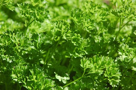 curly parsley learn    curled parsley herbs