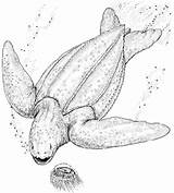 Leatherback Ridley Tartarughe sketch template