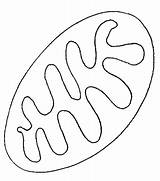 Mitochondria Sketch sketch template
