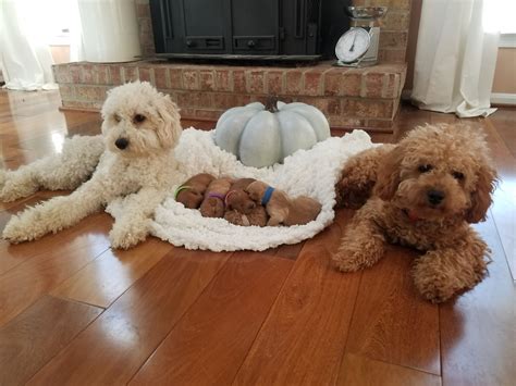 apricot mini goldendoodle puppy nursery puppies goldendoodle puppy  sale
